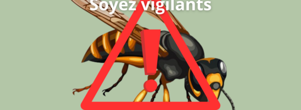FRELONS ASIATIQUES